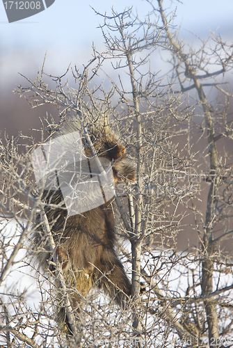 Image of Porcupine in winter