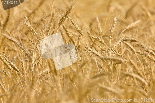 Image of Wheat Field