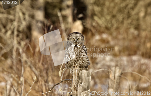 Image of Great Gray Owl