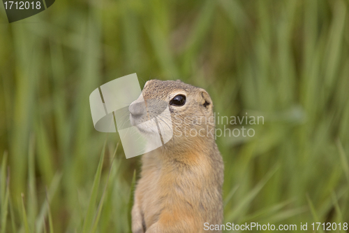 Image of richardson ground squirrel