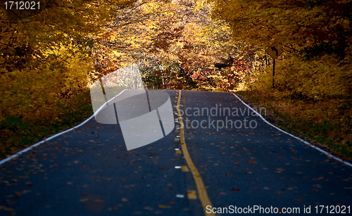 Image of Autumn Trees