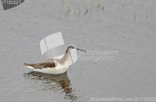 Image of Phalarope Bird