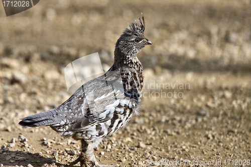 Image of Spruce Grouse