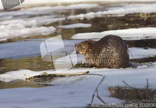 Image of Beaver at Work