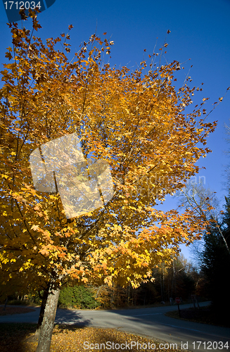 Image of Autumn Trees