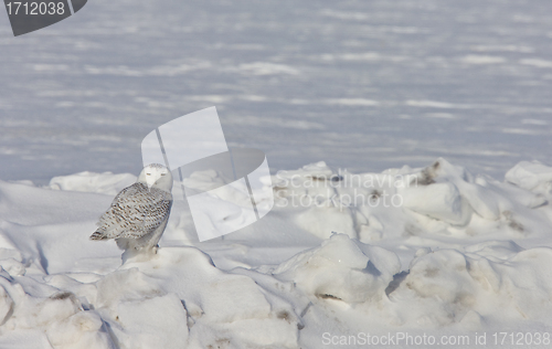 Image of Snowy Owl