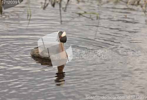 Image of Horned Grebe