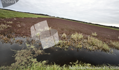 Image of Cranberry Bog