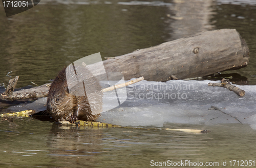 Image of Beaver at Work