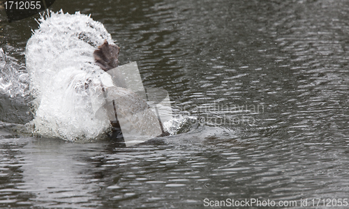 Image of Beaver Splash in Pond