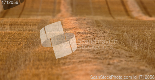 Image of Wheat Field swath