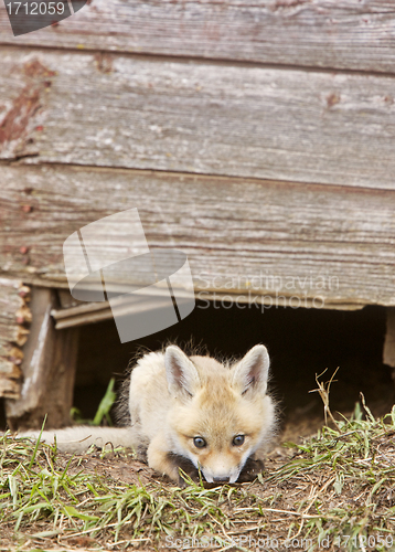 Image of Fox Kits