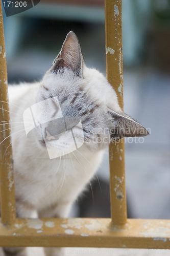 Image of Cat