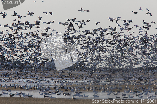Image of Snow Geese