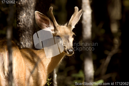 Image of Deer Buck