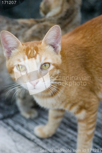 Image of Cat