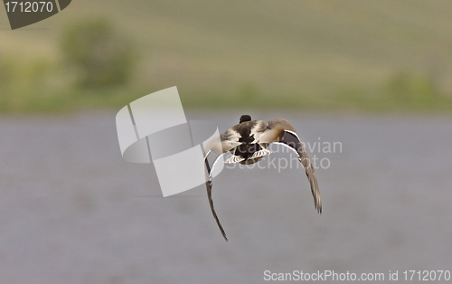 Image of Blue winged teal ducks