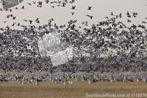 Image of Snow Geese