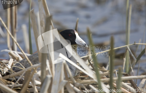 Image of Coot in water 