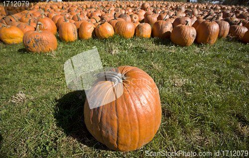 Image of Pumpkin Patch
