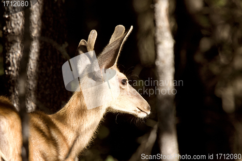 Image of Deer Buck