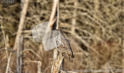 Image of Great Gray Owl