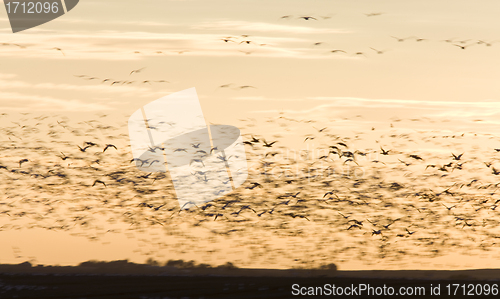 Image of Snow Geese