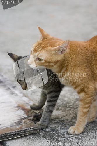 Image of cat