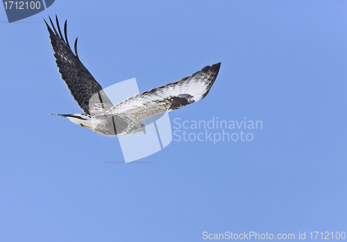 Image of Rough Legged Hawk in Flight