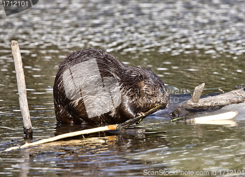 Image of Beaver at Work