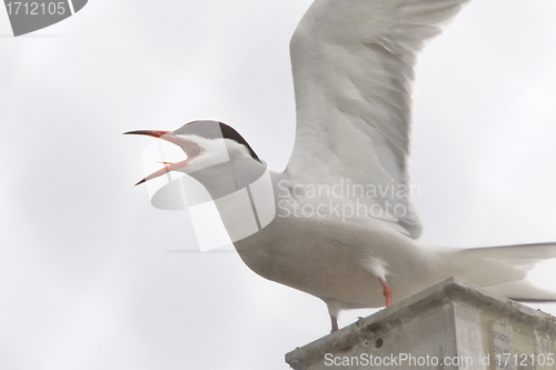 Image of Common Tern