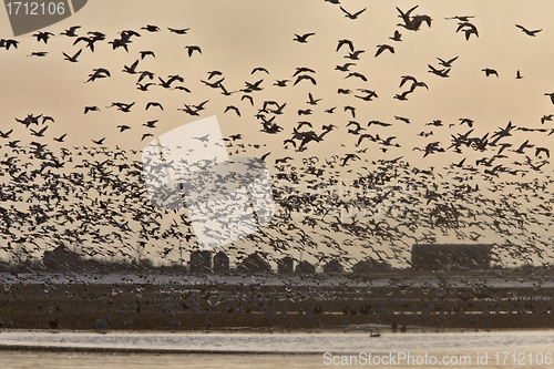 Image of Snow Geese