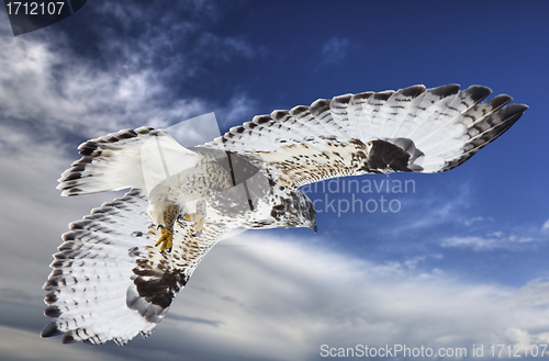 Image of Rough Legged Hawk in Flight