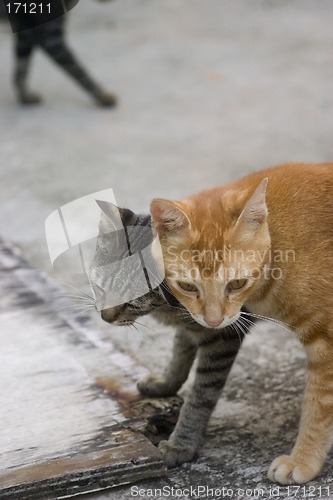 Image of Cat