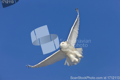 Image of Snowy Owl in Flight