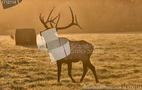 Image of Sunset Elk Bull