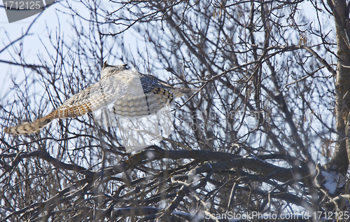 Image of Great Horned Owl