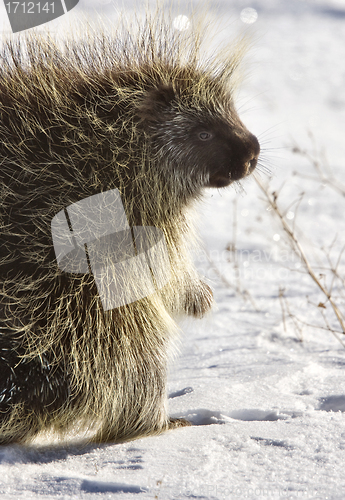 Image of Porcupine in winter