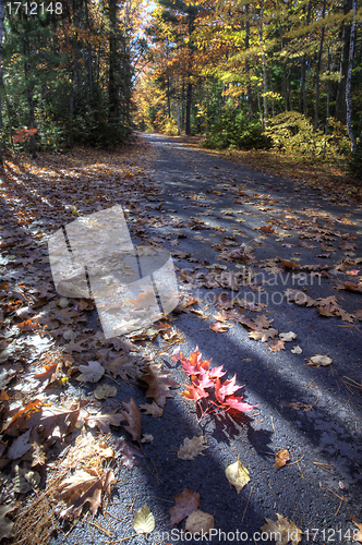 Image of Autumn Trees