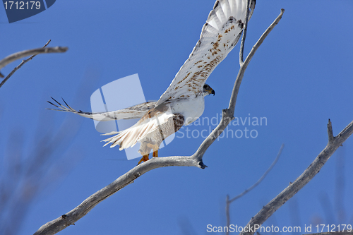 Image of Ferruginous Hawk