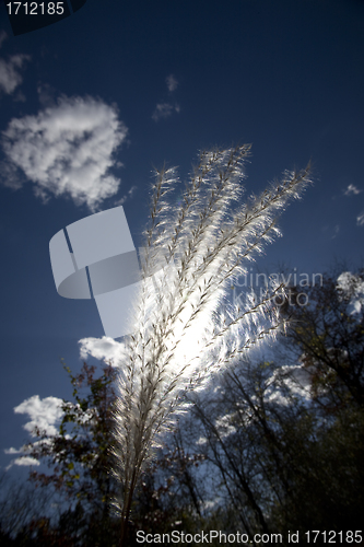 Image of White fluffy weed