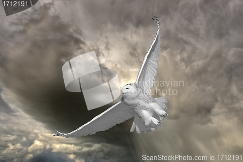 Image of Snowy Owl in Flight