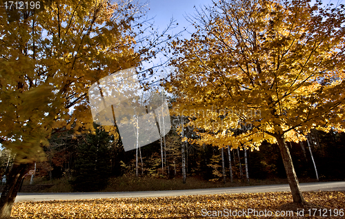 Image of Autumn Trees