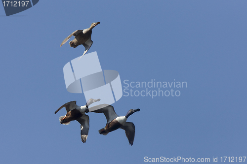 Image of Ducks in Flight