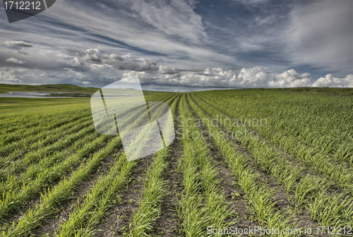 Image of Newly Planted Crop