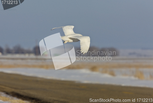 Image of Snowy Owl