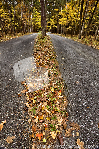 Image of Autumn Leaves