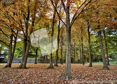 Image of Autumn Trees