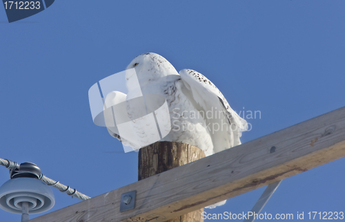 Image of Snowy Owl