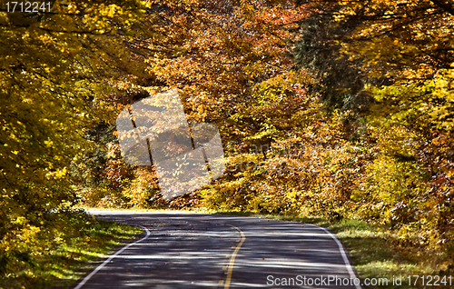 Image of Autumn Trees